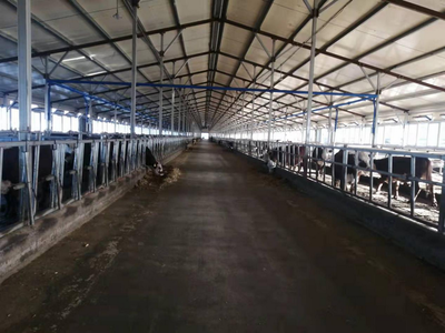 雙鴨山市 龍頭帶動，牛業起航，畜牧漁業飼料銷售新篇章